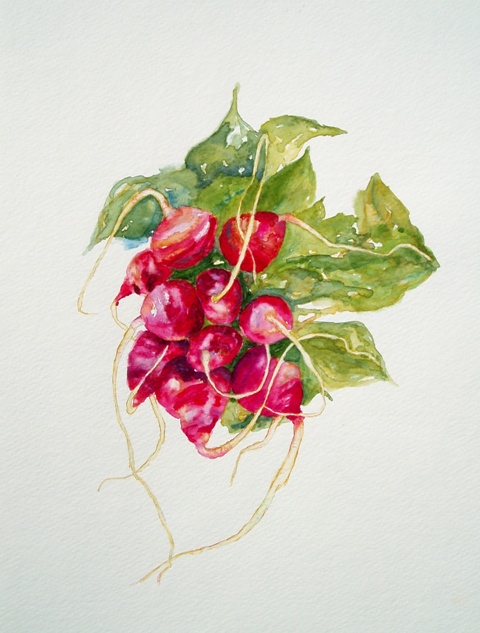 Radish