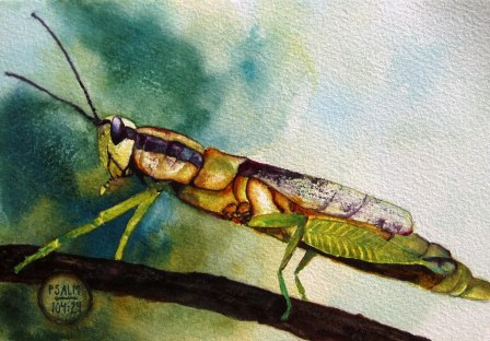 grasshopper.jpg