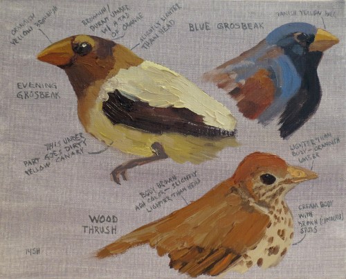 dc birds, 8x10, oil, sandi hestser